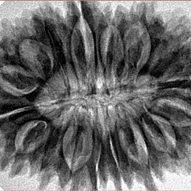 17 Mukhi Rudraksha 35mm 7.49gm - Inverse xray