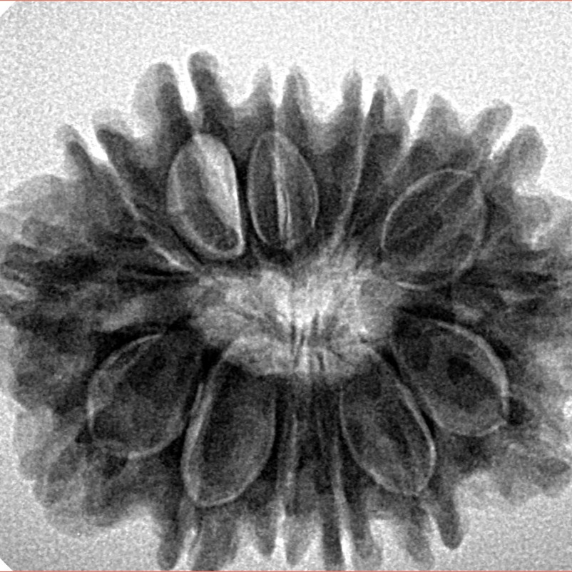 14 Mukhi Rudraksha 28.1mm 5.32gm - Inverse xray