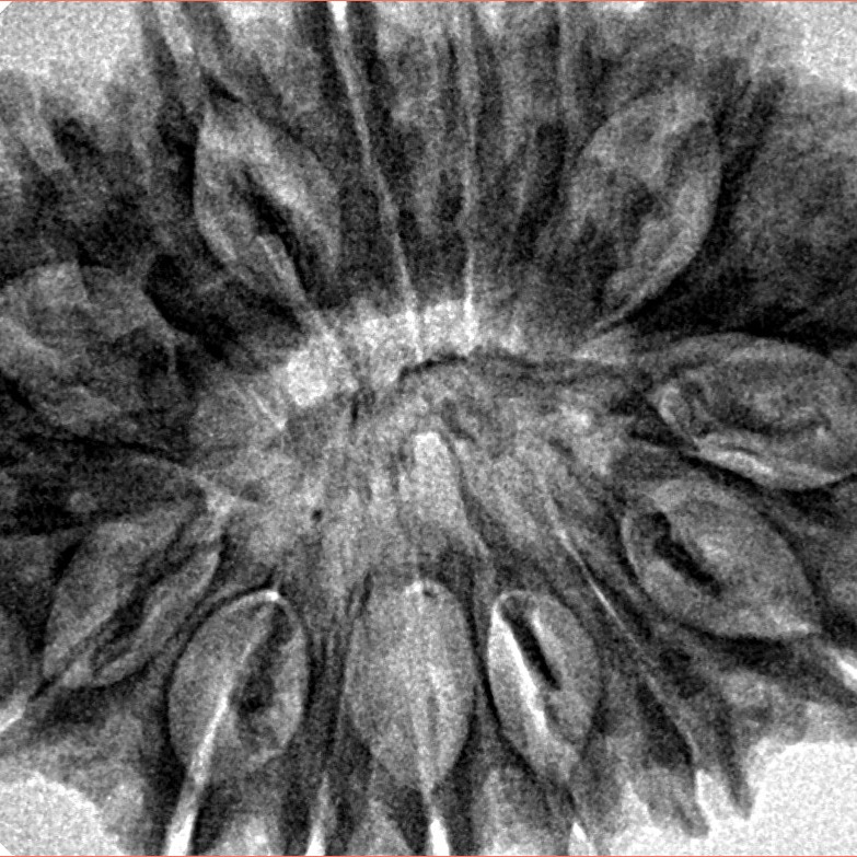 17 Mukhi Rudraksha 34mm 6.55gm - Inverse xray