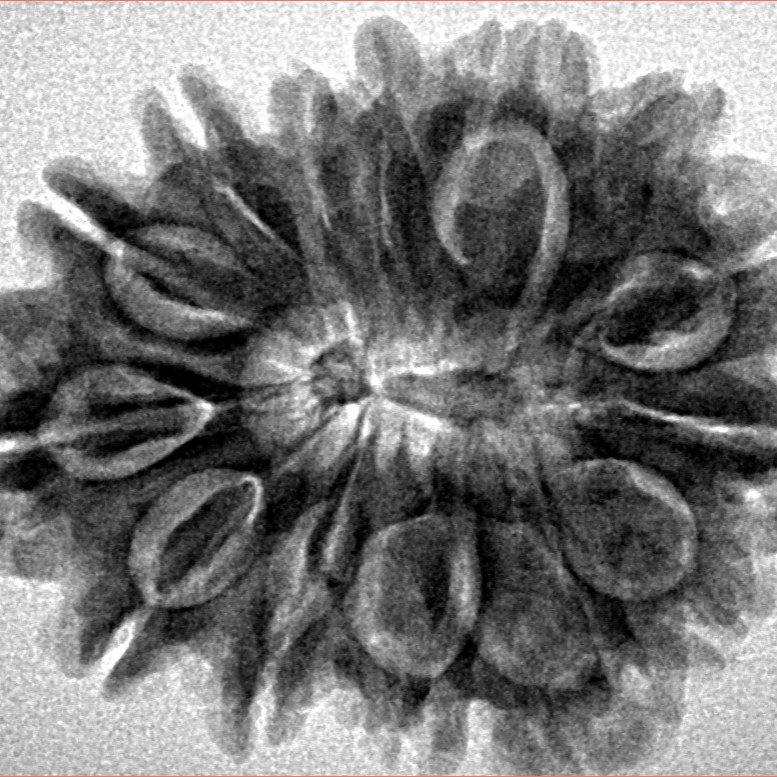 14 Mukhi Rudraksha 29.4mm 4.91gm - Inverse xray