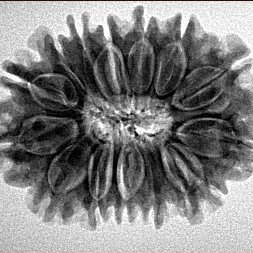 15 Mukhi Rudraksha 28.4mm 4.63gm - Inverse xray