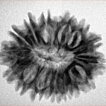 16 Mukhi Rudraksha 25.9mm 3.72gm - Inverse xray