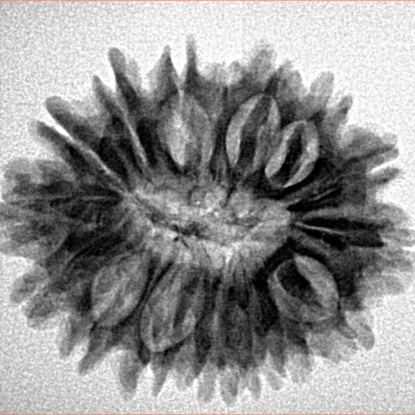 16 Mukhi Rudraksha 25.9mm 3.72gm - Inverse xray
