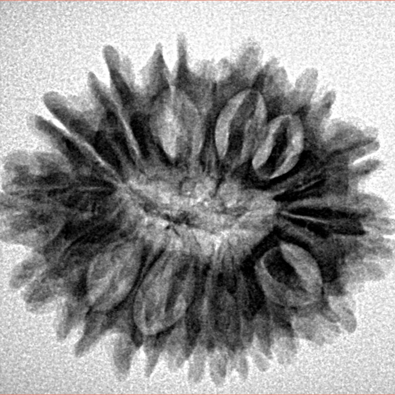 16 Mukhi Rudraksha 25.9mm 3.72gm - Inverse xray
