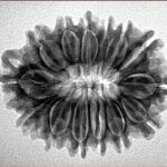 14 Mukhi Rudraksha 26.9mm 3.7gm - Inverse xray