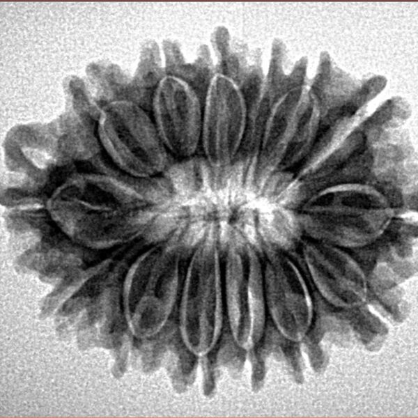 14 Mukhi Rudraksha 26.9mm 3.7gm - Inverse xray