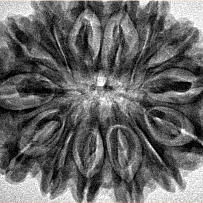 14 Mukhi Rudraksha 32.4mm 6.73gm - Inverse xray