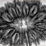 14 Mukhi Rudraksha 34.7mm 7.72gm - Inverse xray