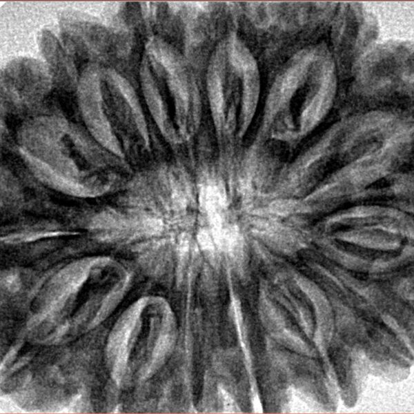 14 Mukhi Rudraksha 34.7mm 7.72gm - Inverse xray