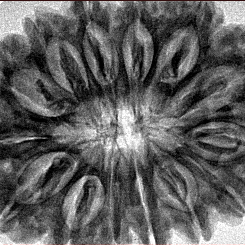 14 Mukhi Rudraksha 34.7mm 7.72gm - Inverse xray