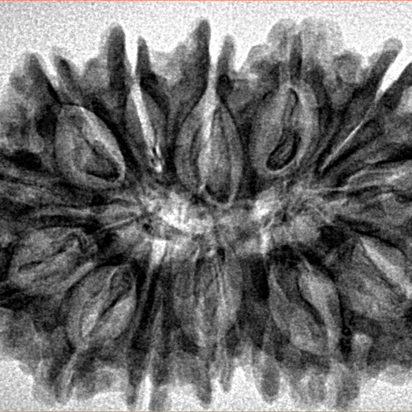 14 Mukhi Rudraksha 33.4mm 5.64gm - Inverse xray