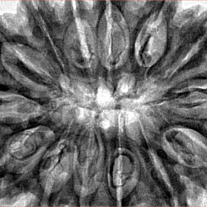 14 Mukhi Rudraksha 39mm 9.21gm - Inverse xray