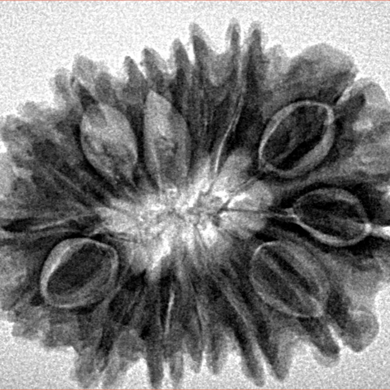 14 Mukhi Rudraksha 28.8mm 5gm - Inverse xray