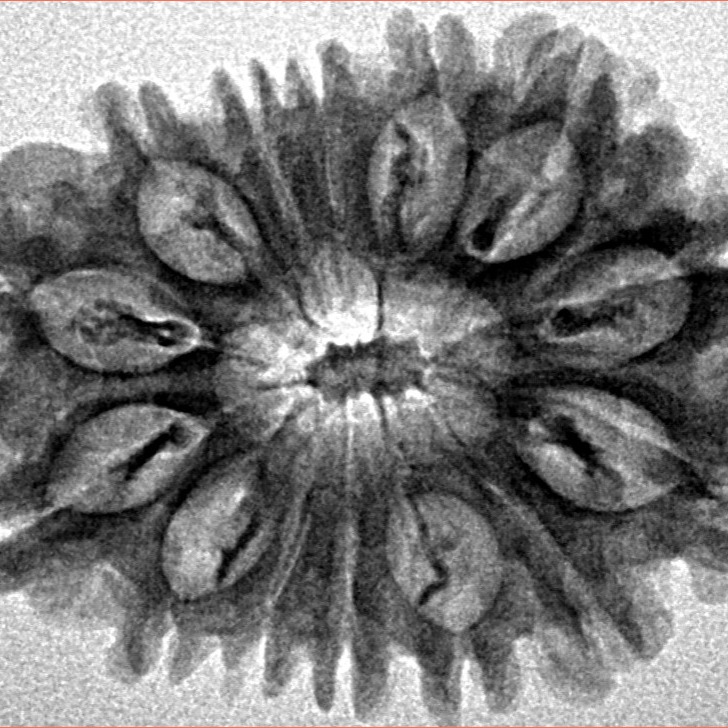 14 Mukhi Rudraksha 27.6mm 3.72gm - Inverse xray