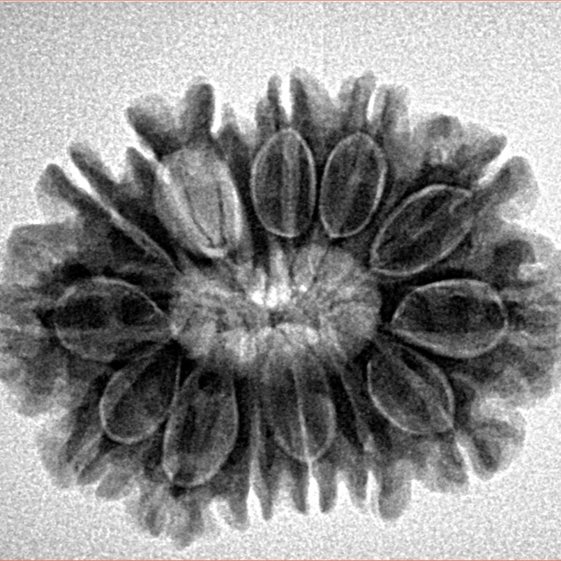 14 Mukhi Rudraksha 26.3mm 4.07gm - Inverse xray