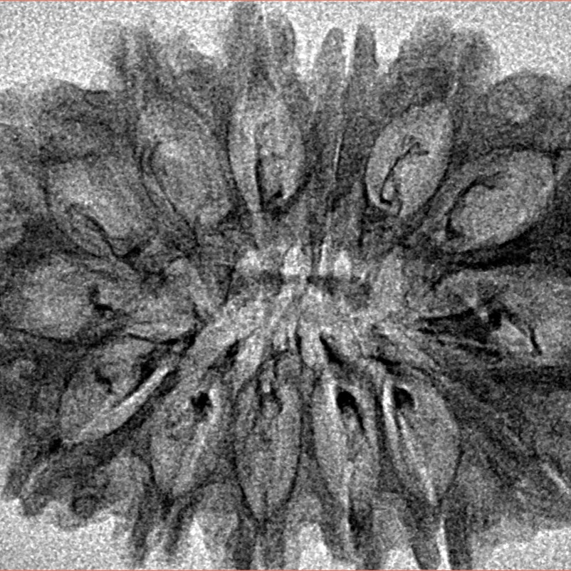 14 Mukhi Rudraksha 33.5mm 3.18gm - Inverse xray