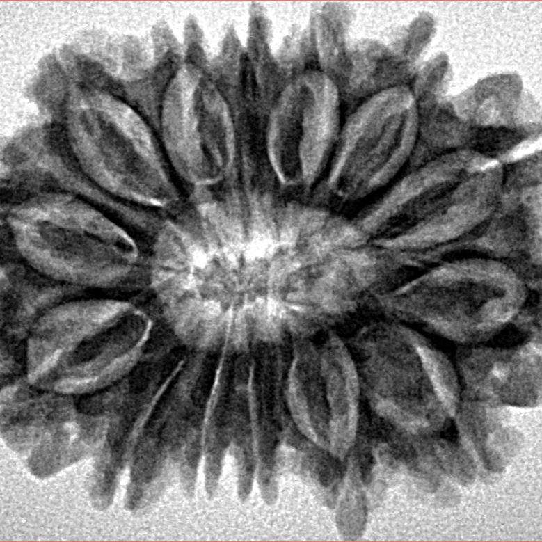 14 Mukhi Rudraksha 29.8mm 5gm - Inverse xray