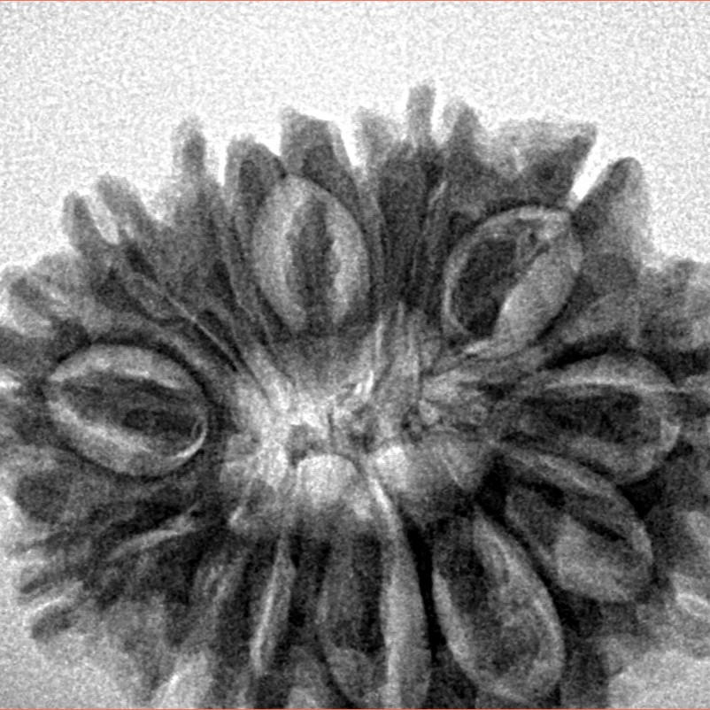 14 Mukhi Rudraksha 28.4mm 5gm - Origin: Nepal - Inverse xray