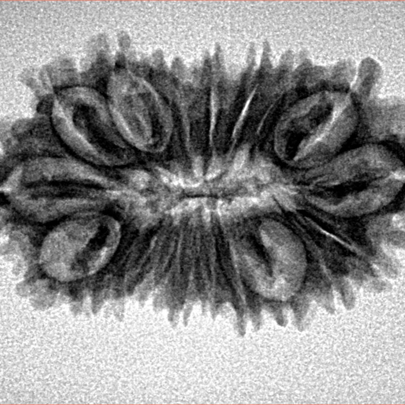 19 Mukhi Rudraksha 29.5mm 3.07gm - Inverse xray