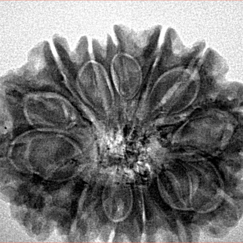 14 Mukhi Rudraksha 29.5mm 5.66gm - Inverse xray