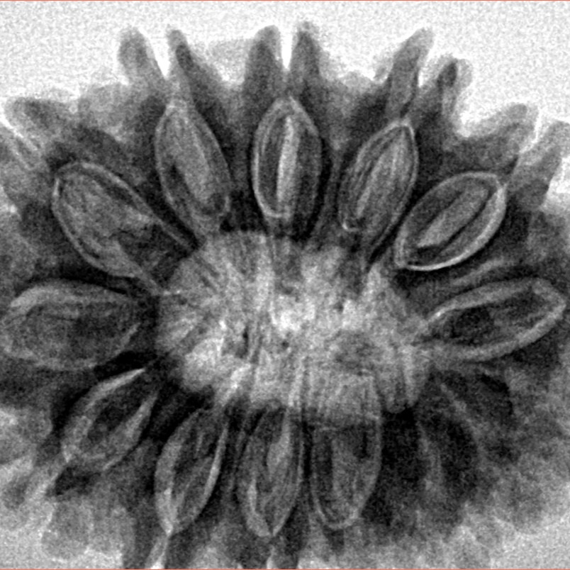 14 Mukhi Rudraksha 32.1mm 7gm - Inverse xray