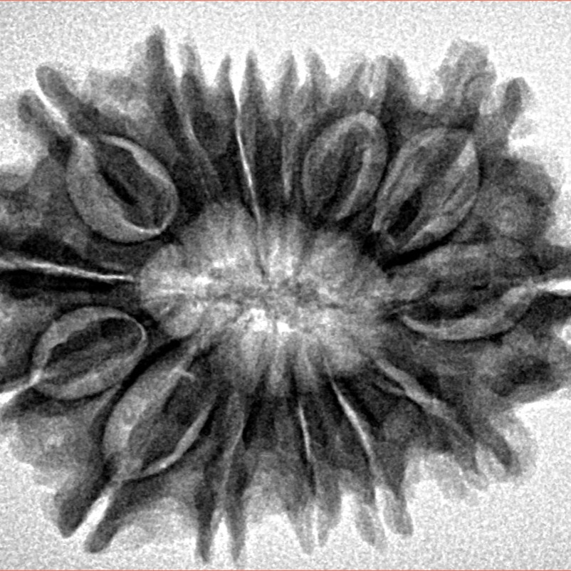 14 Mukhi Rudraksha 30.2mm 5gm - Origin: Nepal - Inverse xray