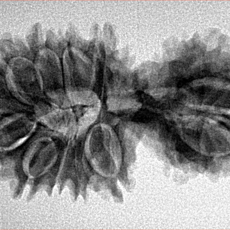 17 Mukhi Gaurishankar 34mm 4.38gm - Inverse xray