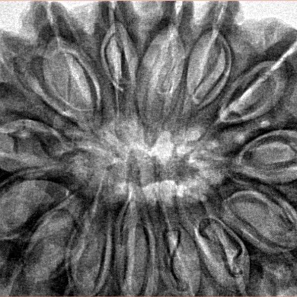 15 Mukhi Rudraksha 37.5mm 10gm - Inverse xray