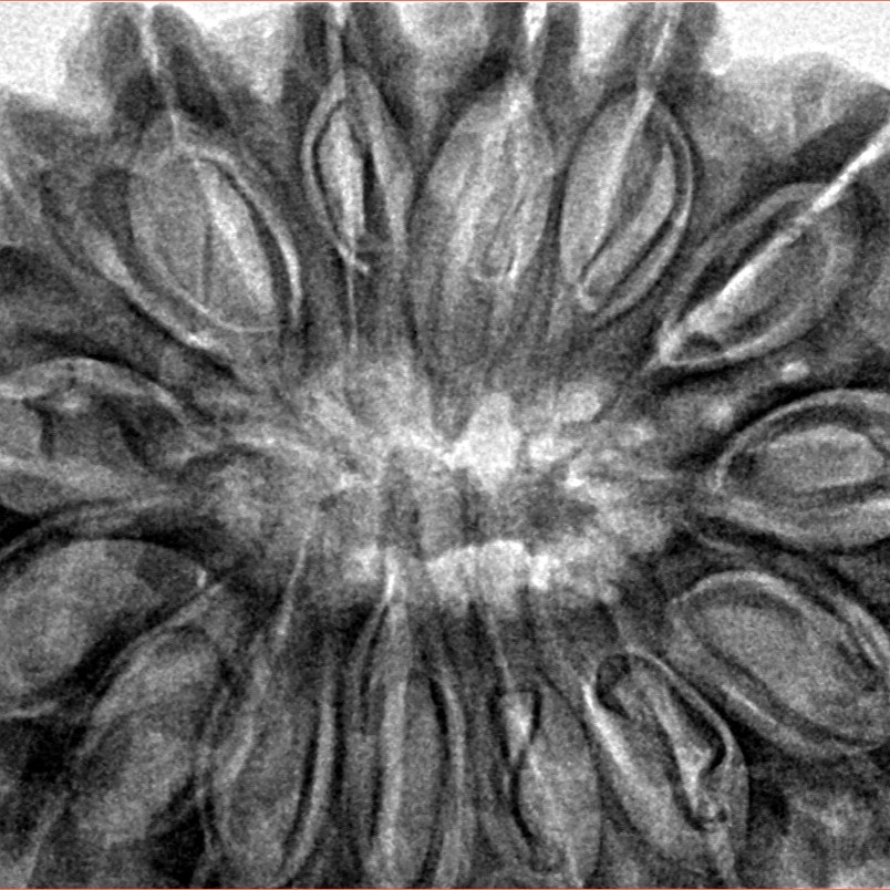 15 Mukhi Rudraksha 37.5mm 10gm - Inverse xray