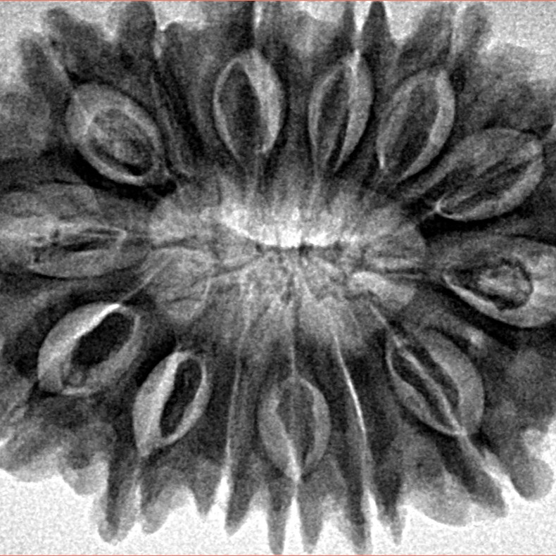 14 Mukhi Rudraksha 34.1mm 7.23gm - Inverse xray