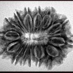 15 Mukhi Rudraksha 28.1mm 4.34gm - Inverse xray