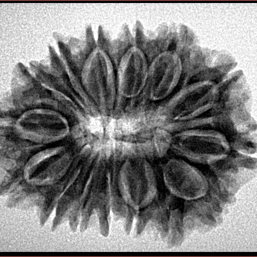 15 Mukhi Rudraksha 28.1mm 4.34gm - Inverse xray