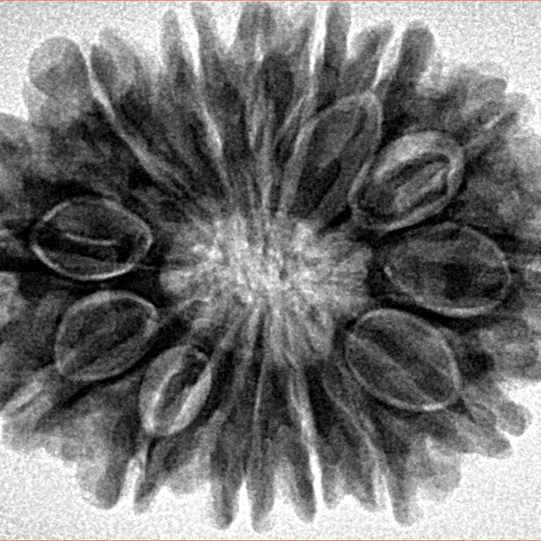 14 Mukhi Rudraksha 29.1mm 5.67gm - Inverse xray