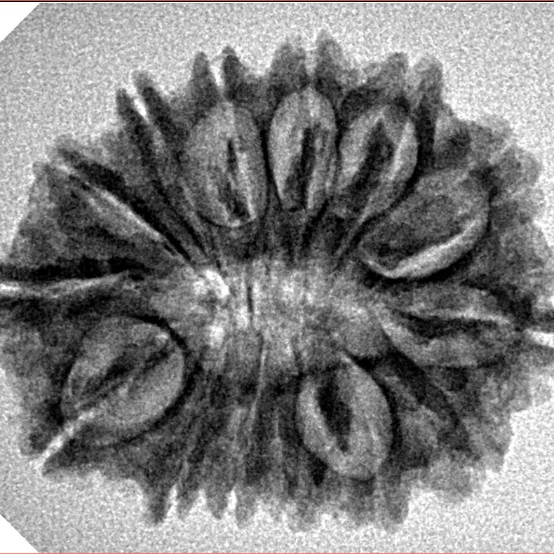 14 Mukhi Rudraksha 27.2mm 3.55gm - Inverse xray
