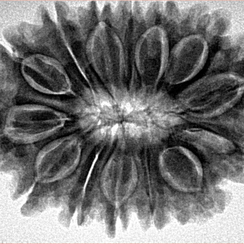 14 Mukhi Rudraksha 31.3mm 6.29gm - Inverse xray