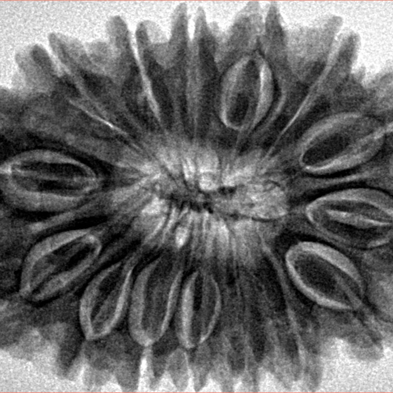 15 Mukhi Rudraksha 34.2mm 7.44gm - Inverse xray