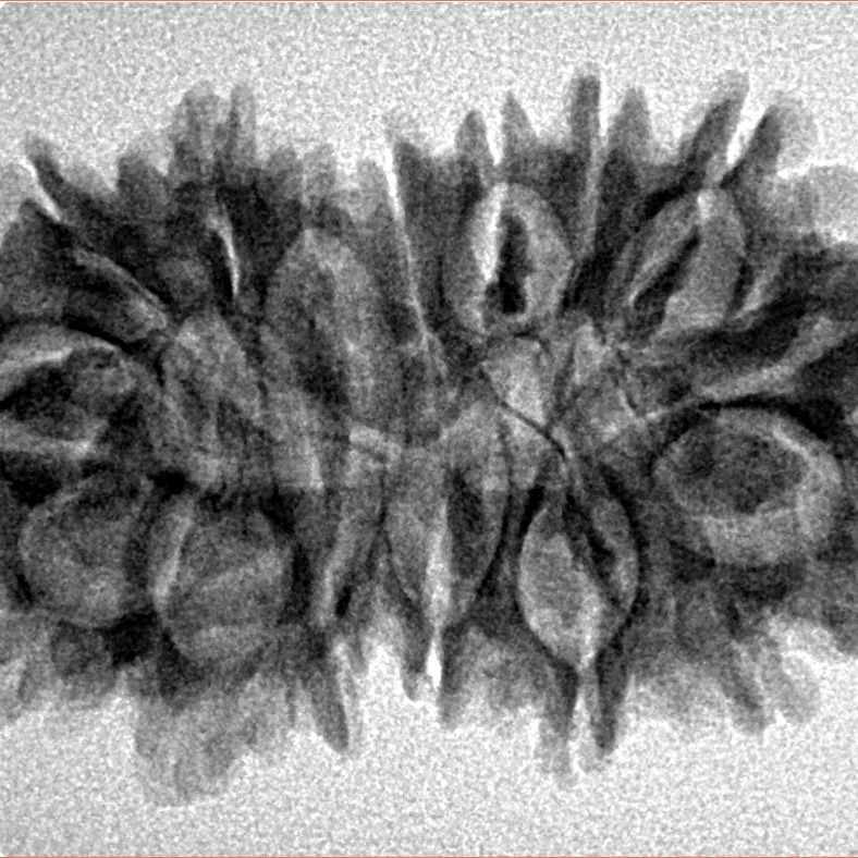 16 Mukhi Gaurishankar 33.5mm 4.56gm - Inverse xray