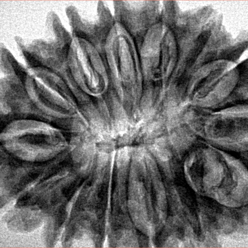 14 Mukhi Rudraksha 34.4mm 6.73gm - Inverse xray