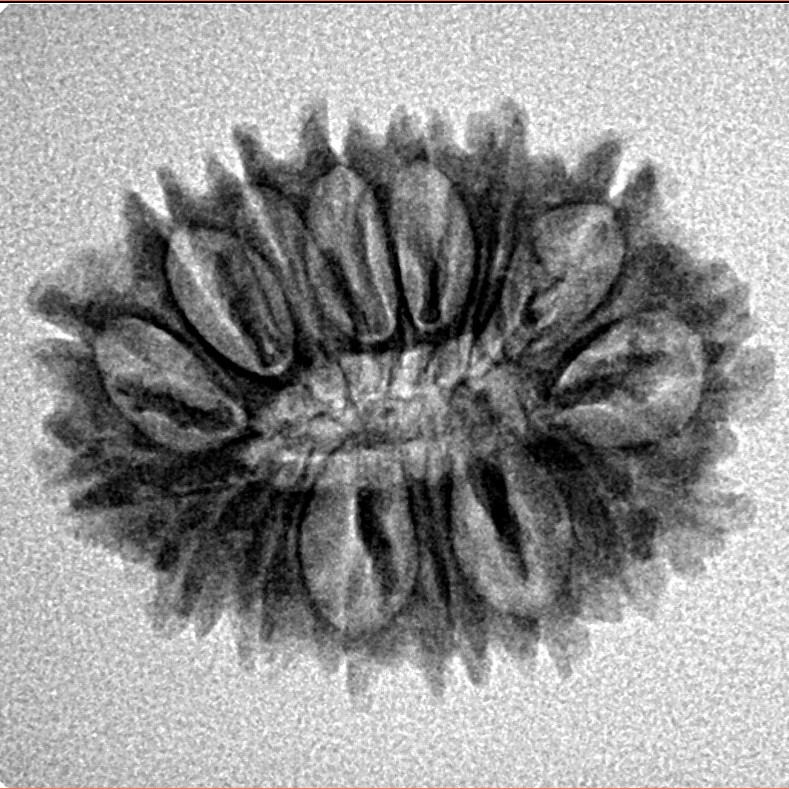 16 Mukhi Rudraksha 23.8mm 2.67gm - Inverse xray