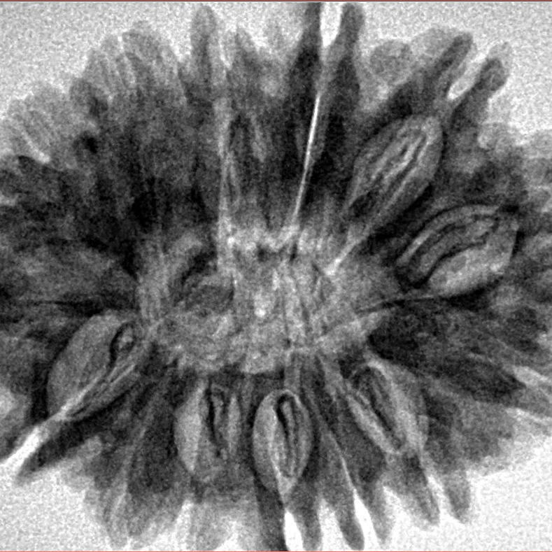 14 Mukhi Rudraksha 32mm 6.24gm - Inverse xray