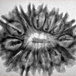 15 Mukhi Rudraksha 30.5mm 4gm - Inverse xray