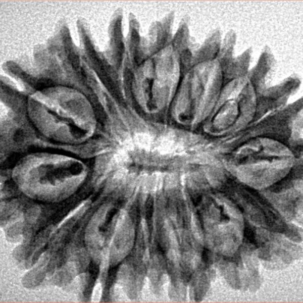 15 Mukhi Rudraksha 30.5mm 4gm - Inverse xray