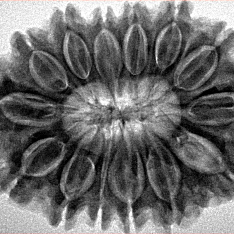 14 Mukhi Rudraksha 32.3mm 7.07gm - Inverse xray