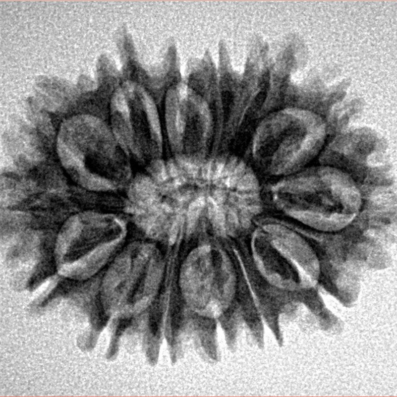 14 Mukhi Rudraksha 26.8mm 3.51gm - Inverse xray