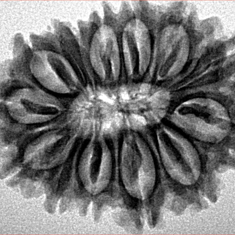 14 Mukhi Rudraksha 27mm 4.12gm - Inverse xray