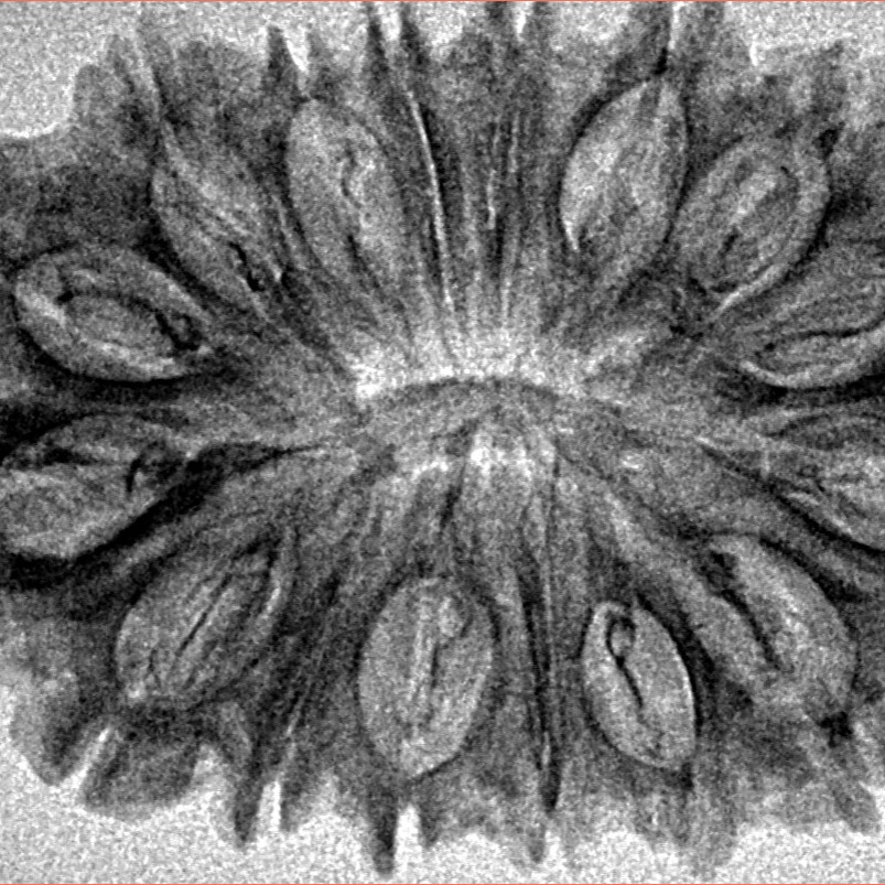 16 Mukhi Rudraksha 35.2mm 4.28gm - Inverse xray