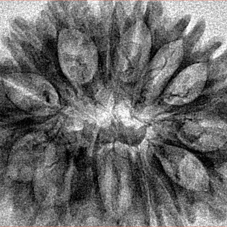 17 Mukhi Rudraksha 33.4mm 3.79gm - Inverse xray