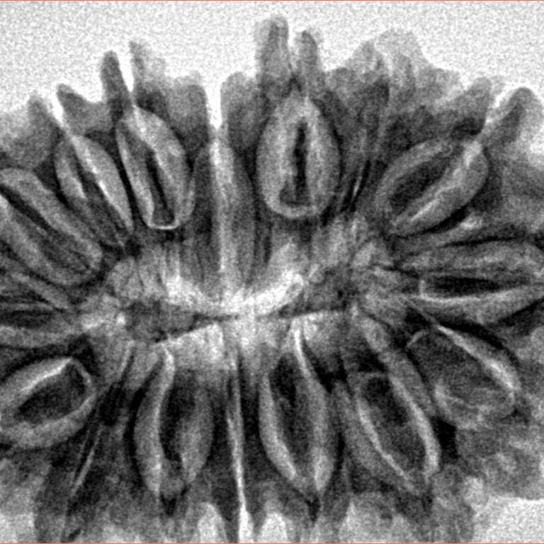 16 Mukhi Rudraksha 33.8mm 5.85gm - Inverse xray