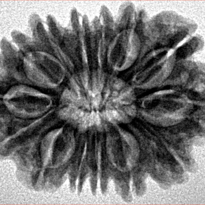 14 Mukhi Rudraksha 26.5mm 3.91gm - Inverse xray