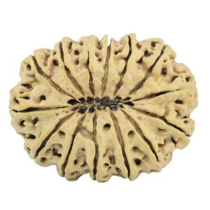 14 Mukhi Rudraksha 33.8mm 6.15gm - Rudraksha back